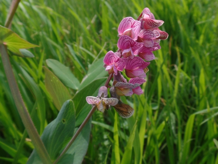 Lathyrus pisiformis