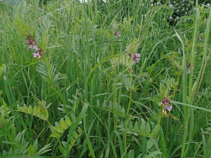 Горошек заборный