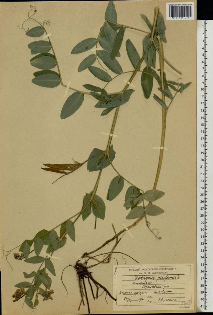 Lathyrus gmelinii