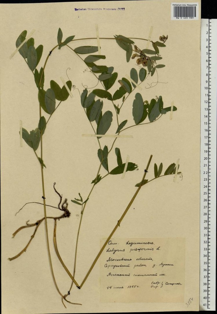 Горошек гороховидный