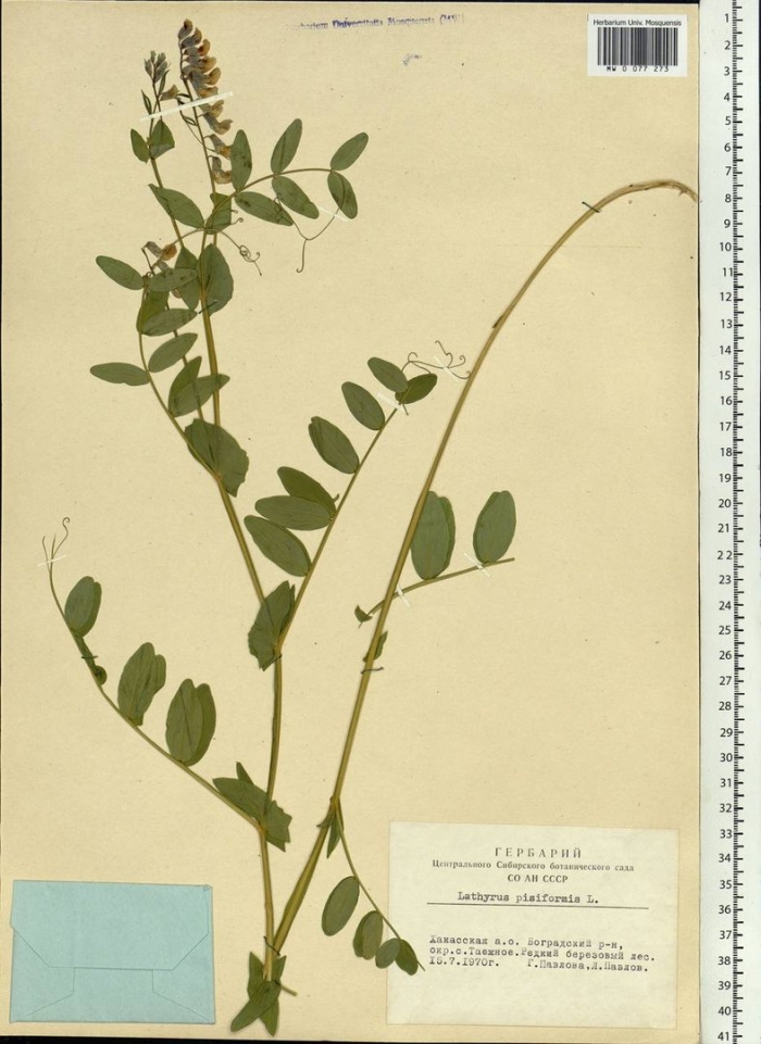 Lathyrus pisiformis