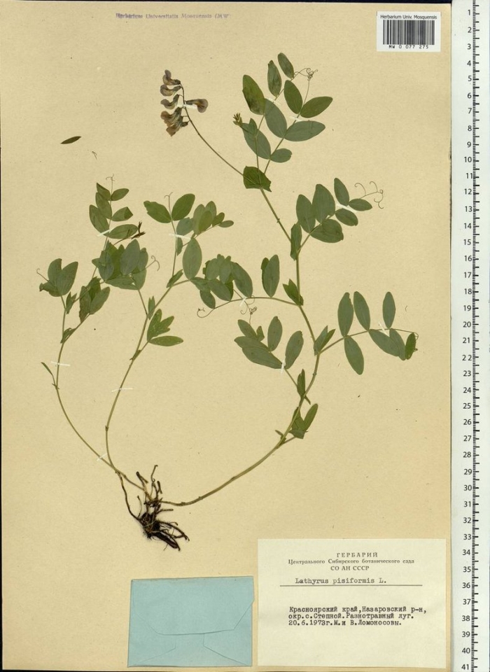 Lathyrus pisiformis