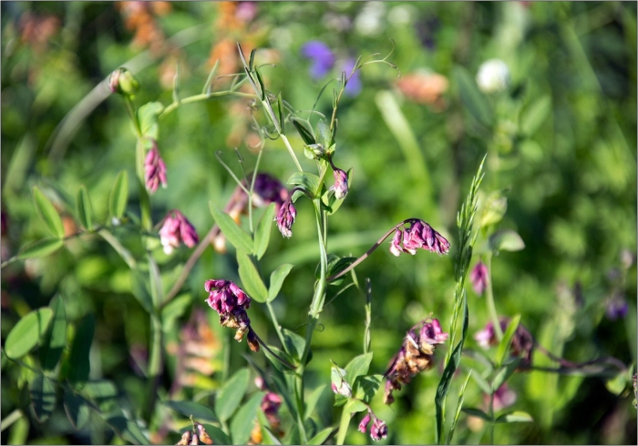 Vicia villosa