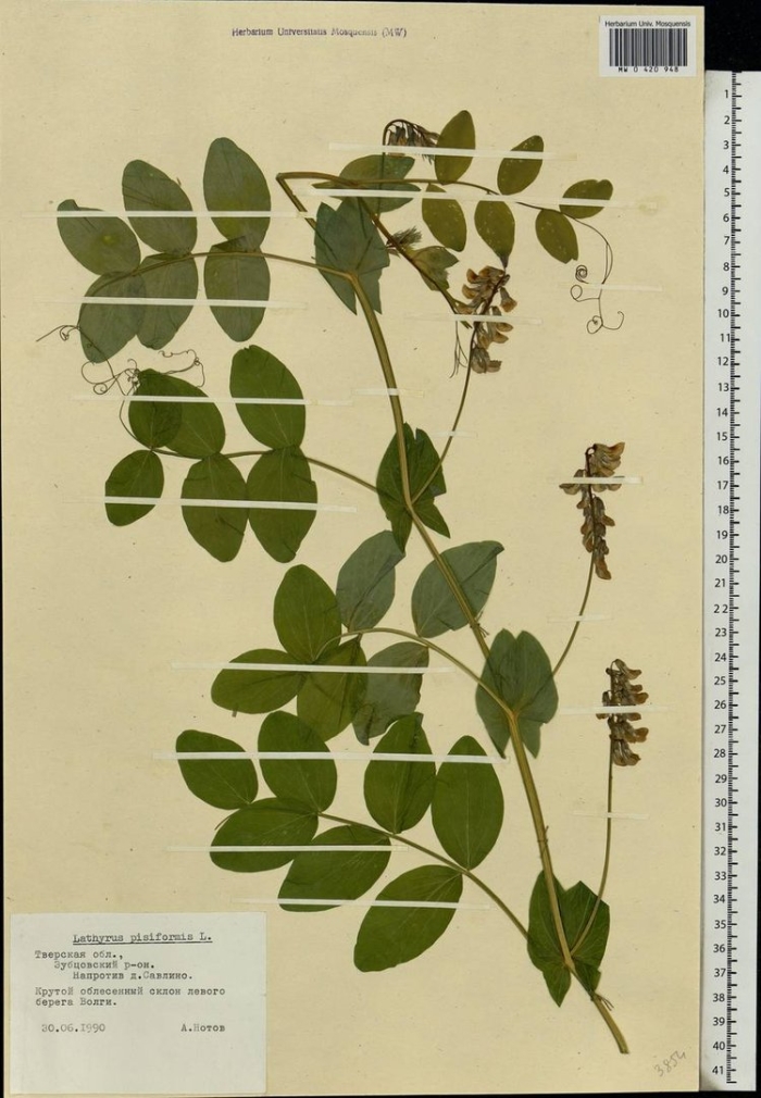 Lathyrus pisiformis