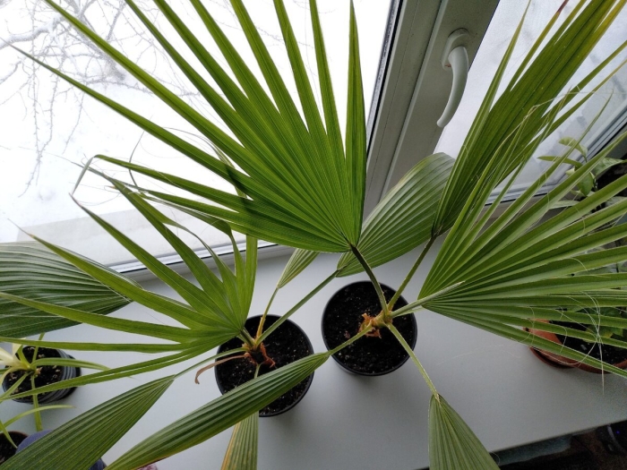 Пальма вашингтония