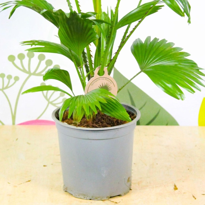 Ливистона rotundifolia