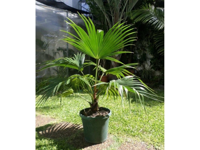 Пальма вашингтония филифера