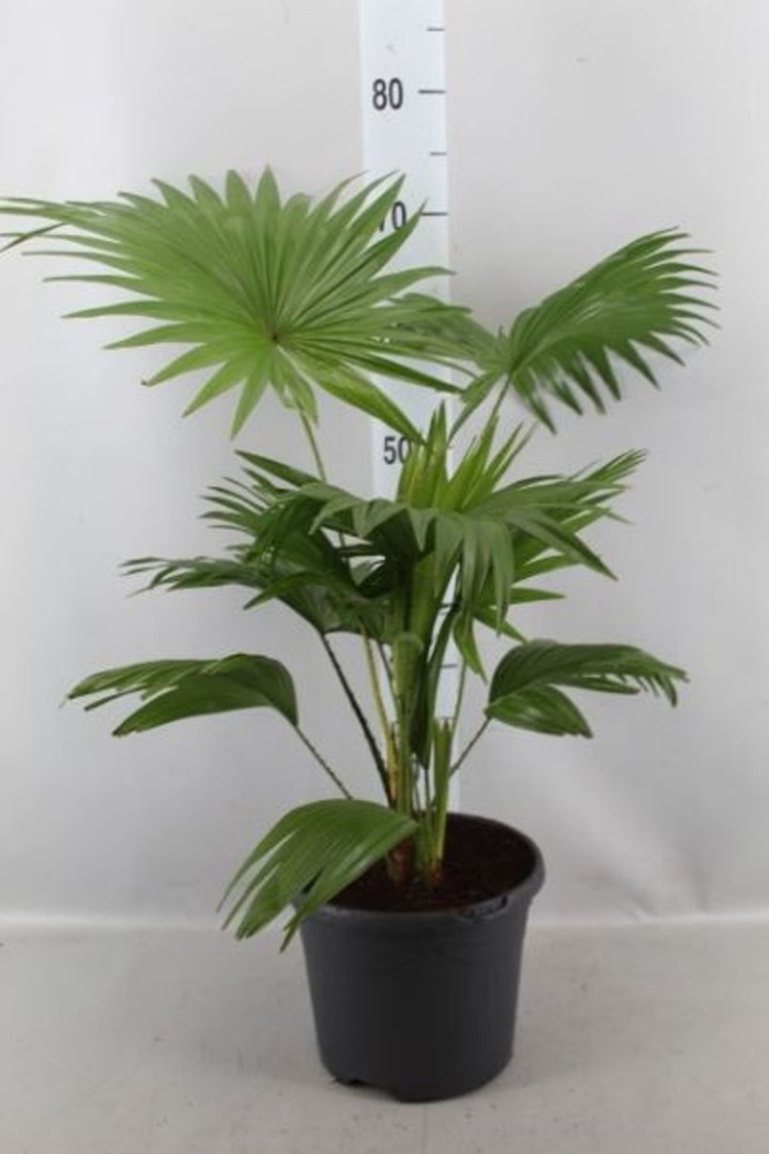 Ливистона круглолистная