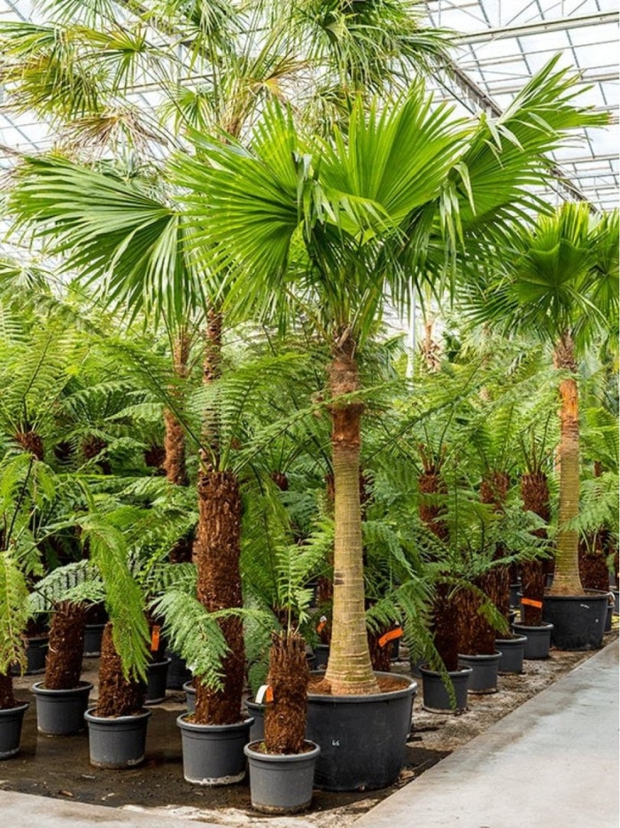 Ливистона чиненсис