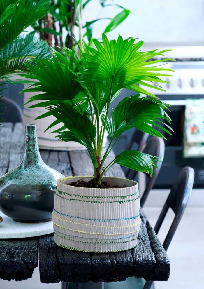 Пальма ликуала