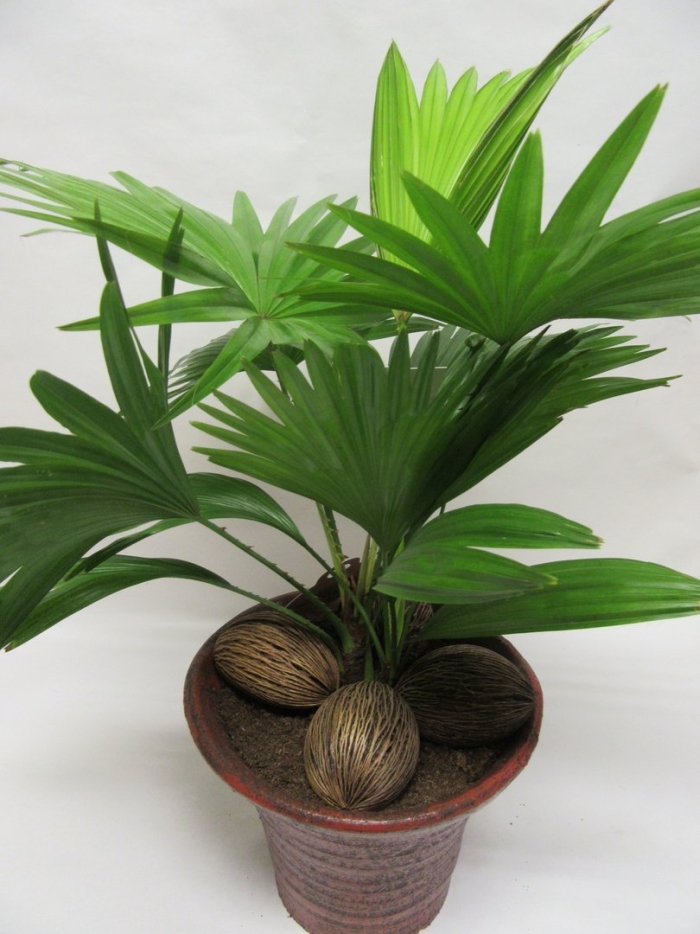 Ливистона китайская