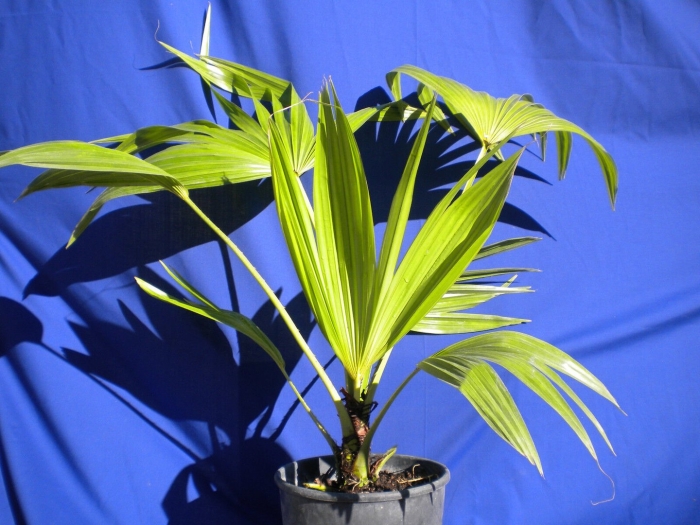 Ливистона китайская нефрит