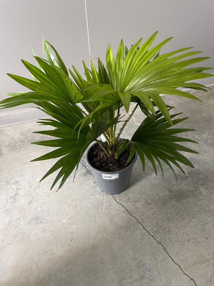 Ливистона ротундифолиа