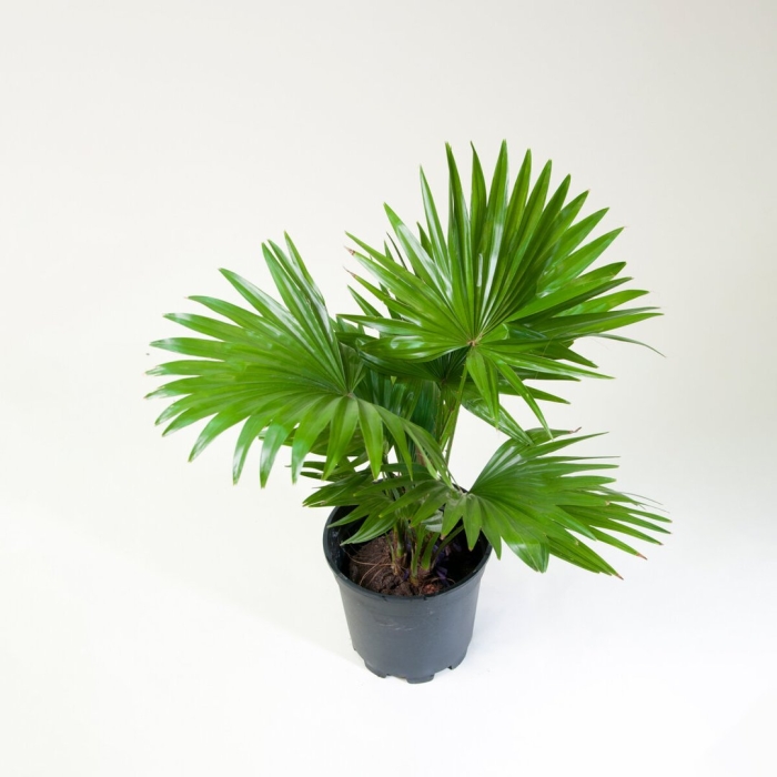 Ливистона ротундифолиа