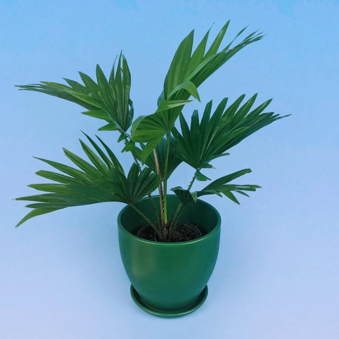 Живое комнатное растение пальма ливистона