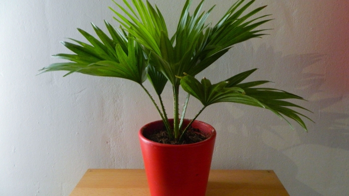Комнатные растения пальма