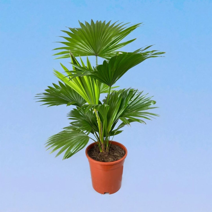 Ливистона круглолистная