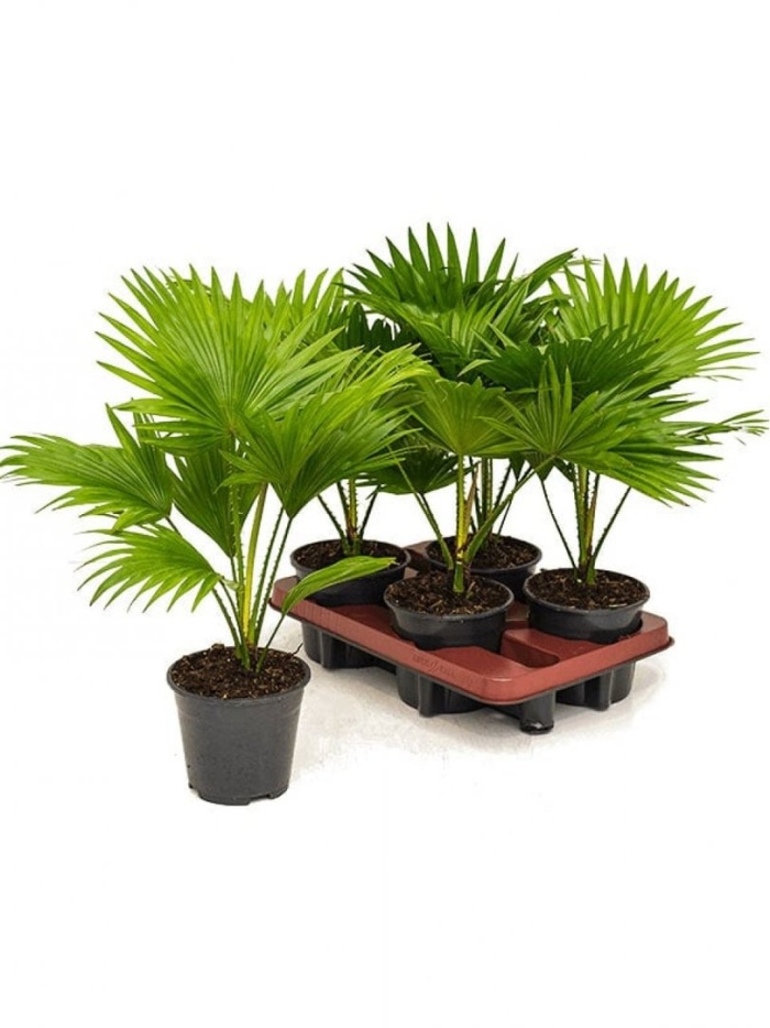 Ливистона ротундифолия