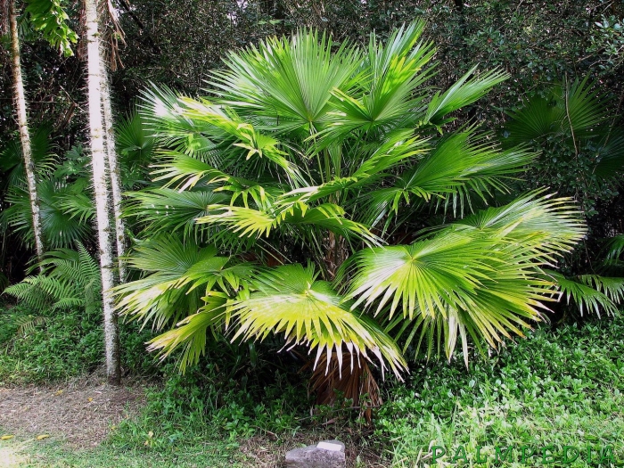 Livistona chinensis