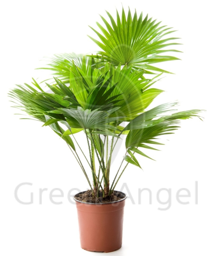 Ливистона пальма