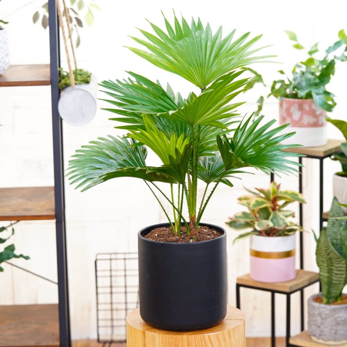 Ливистона ротундифолиа