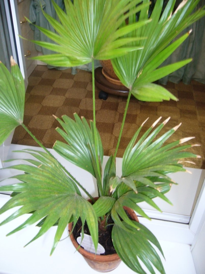 Пальма ливистона круглолистная