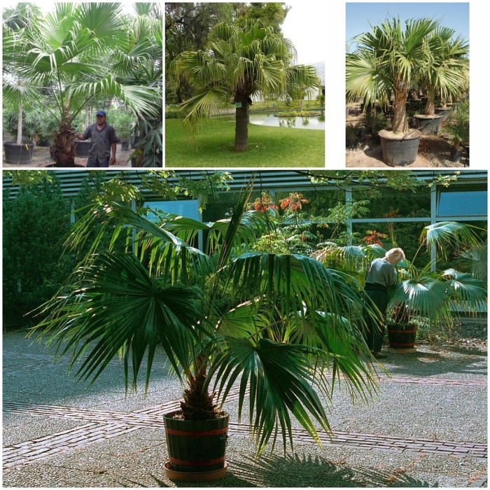 Бутия пальма комнатная