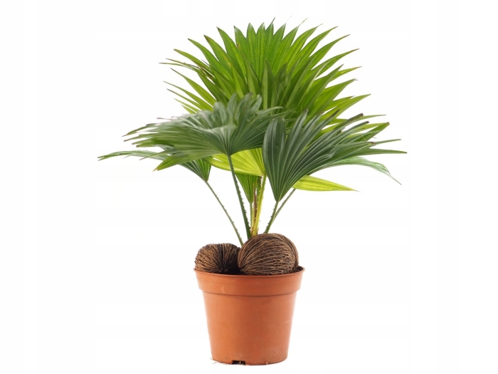 Пальма ливистона круглолистная