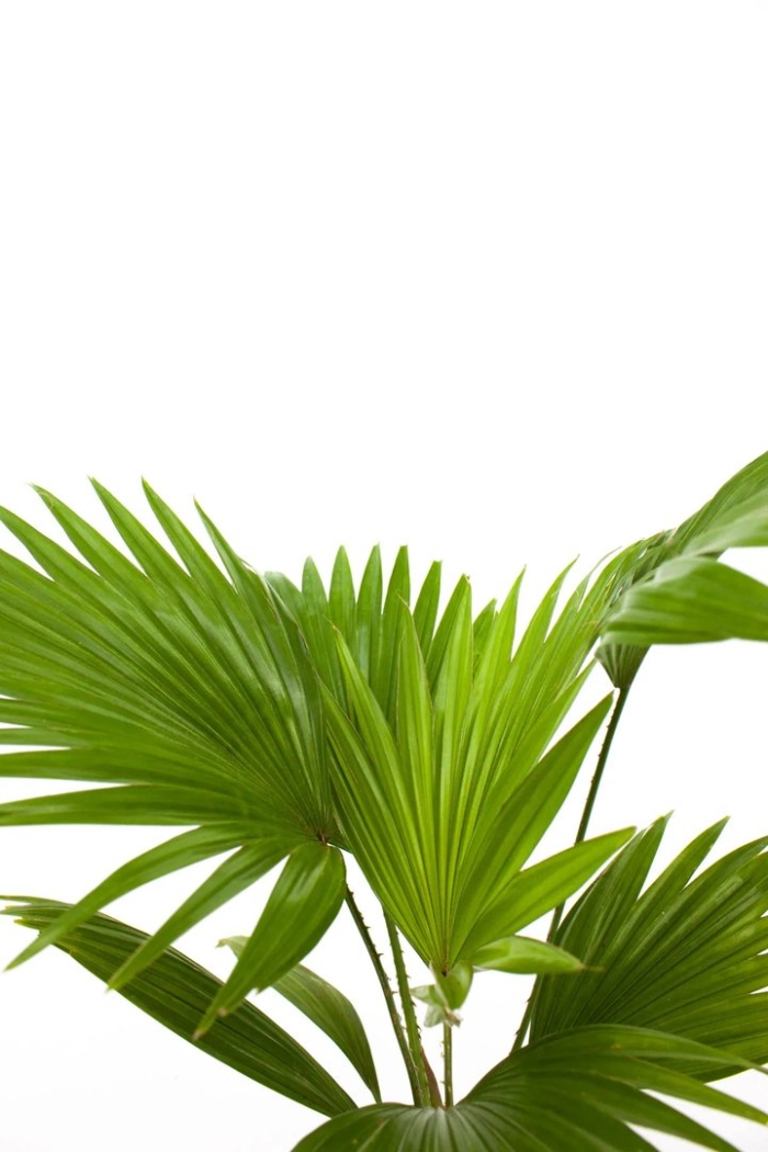 Живое комнатное растение пальма ливистона