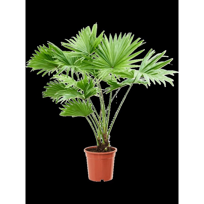 Ливистона круглолистная