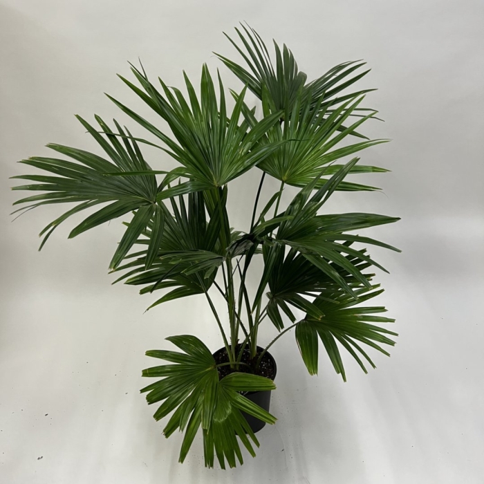 Пальма трахикарпус фортуна