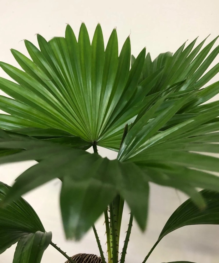 Ливистона круглолистная