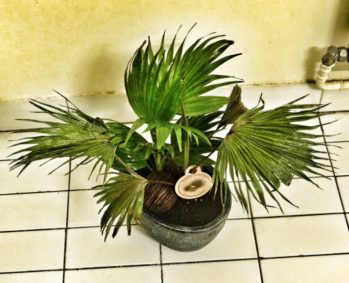 Ливистона ротундифолия