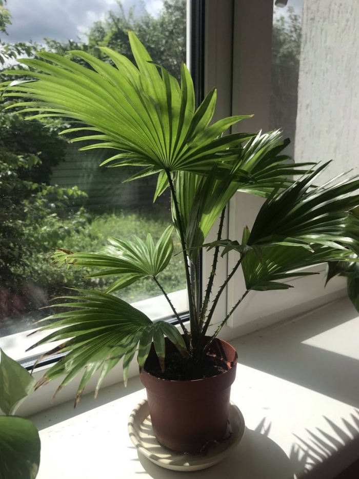 Комнатное растение пальма