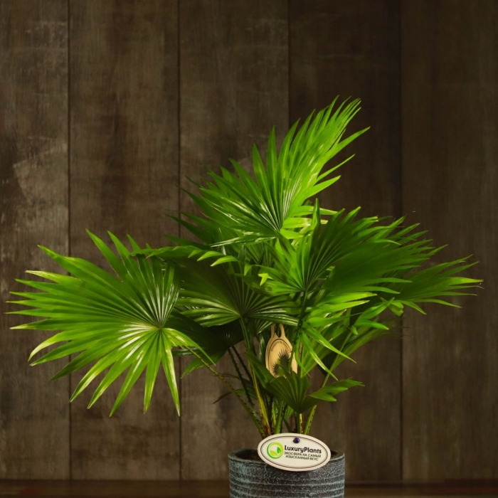 Ливистона пальма