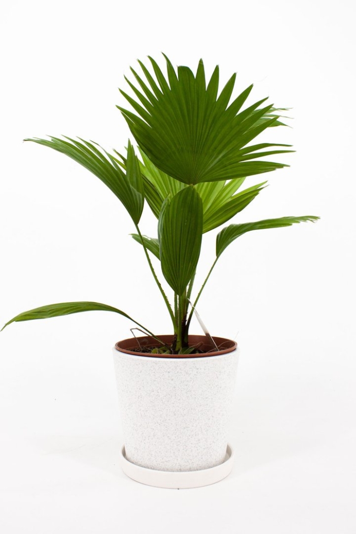 Ливистона ротундифолия