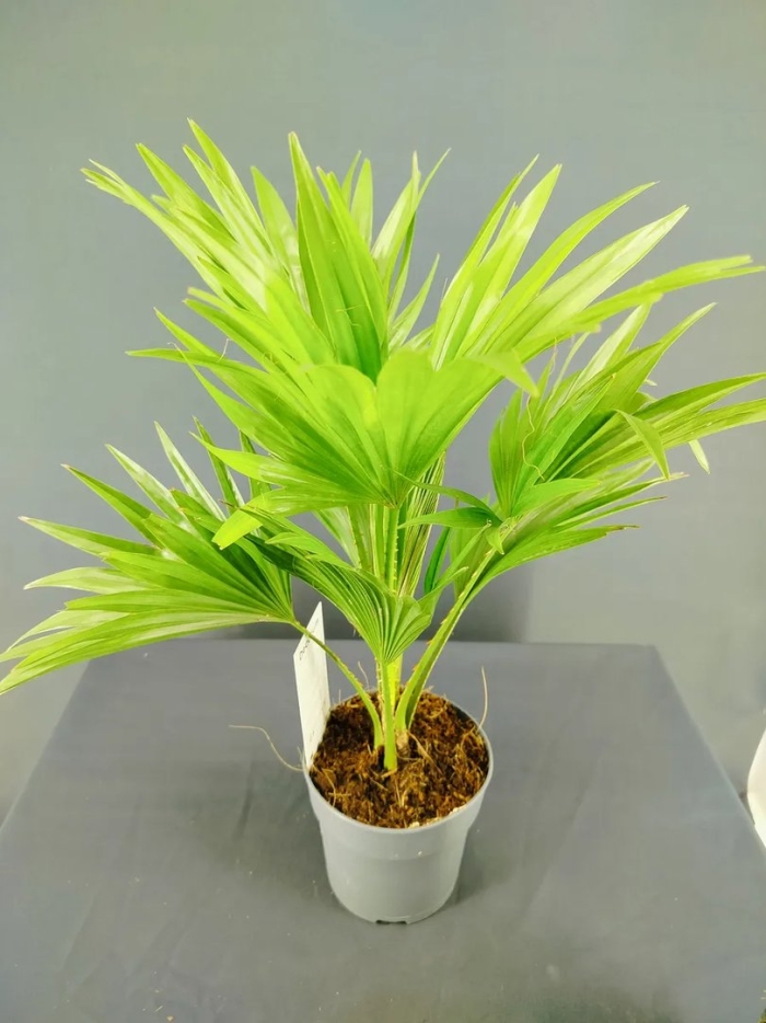 Ливистона ротундифолия