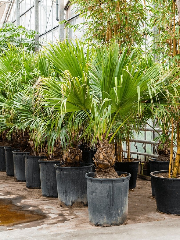 Пальма трахикарпус (trachycarpus)