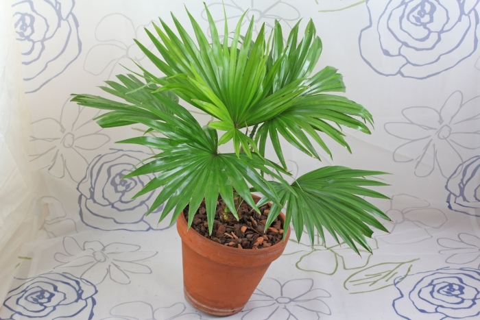 Ливистона ротундифолия