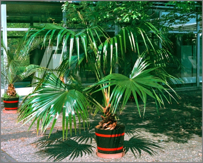 Trachycarpus wagnerianus