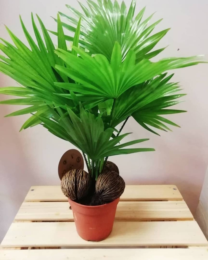 Ливистона круглолистная