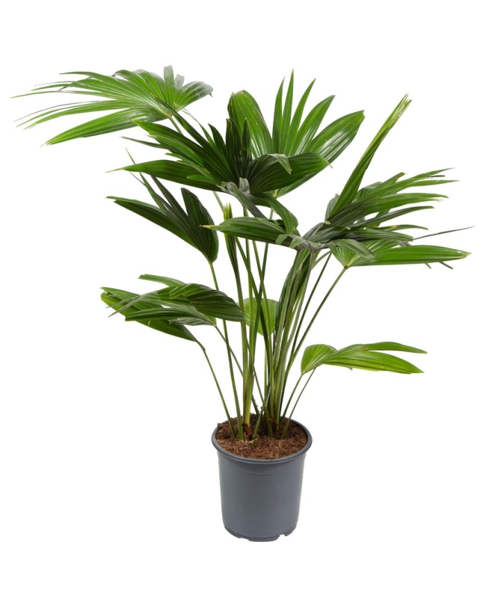 Ливистона ротундифолия