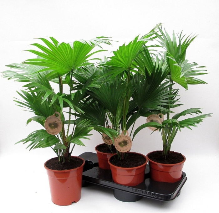 Ливистона ротундифолия