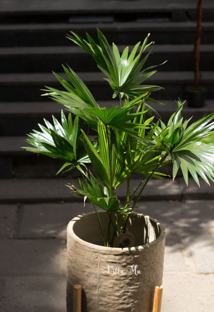 Ливистона ротундифолиа