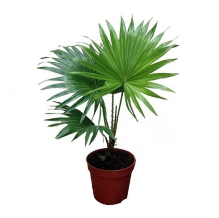 Ливистона круглолистная