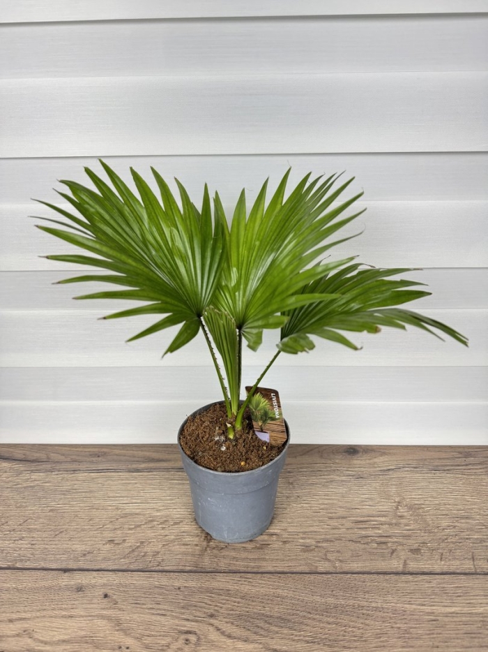 Ливистона ротундифолиа