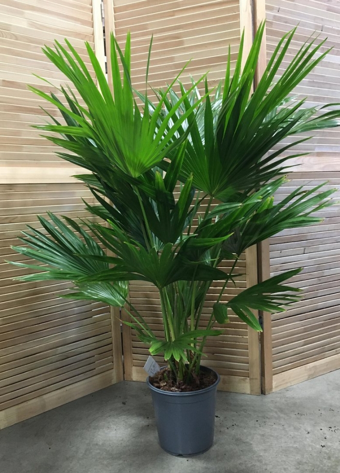 Веерная пальма ливистона