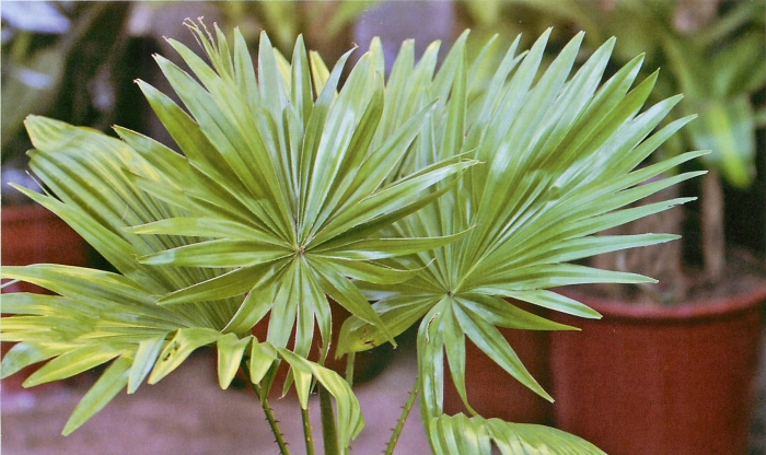 Пальма ливистона круглолистная