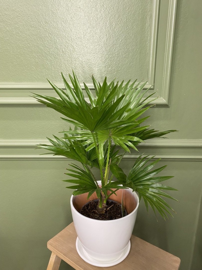 Живое комнатное растение пальма ливистона