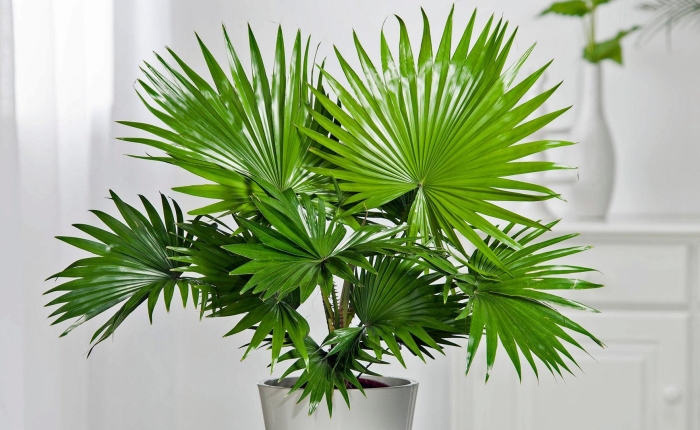 Ливистона ротундифолиа